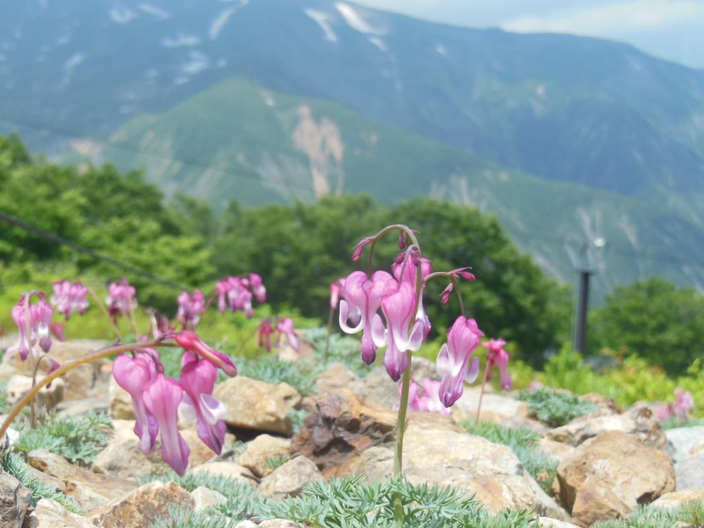 Pension Ciel Hakuba Ngoại thất bức ảnh